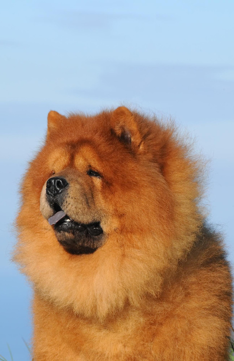Cuidados y características del chow chow