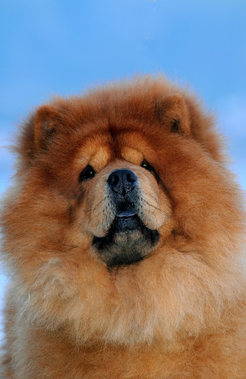 Fotos de la raza chow chow