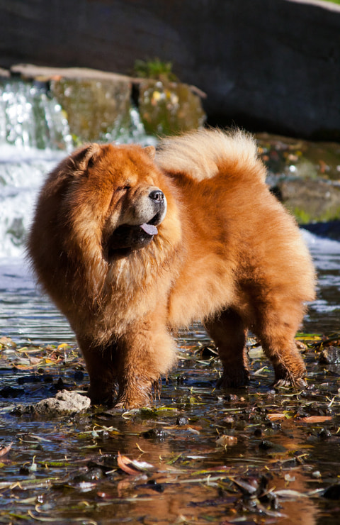 Guía ficha de raza chow chow