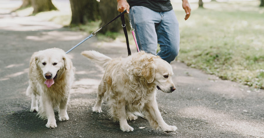 cómo controlar a un perro reactivo en la calle