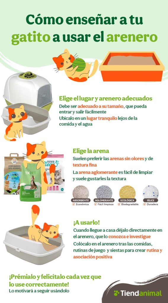 Cómo enseñar a un gatito a usar el arenero