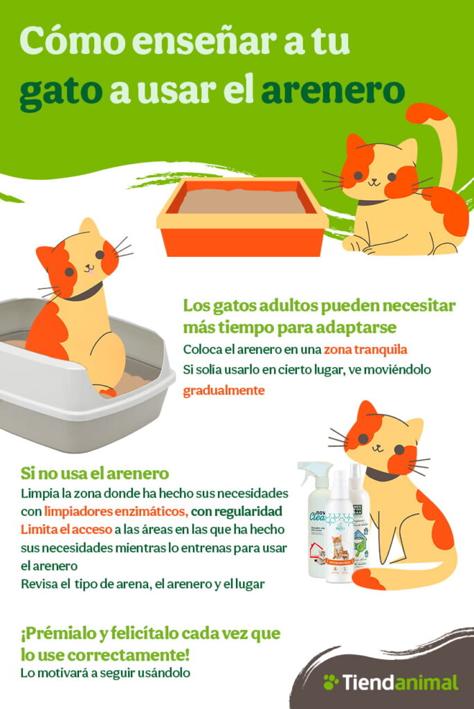 Cómo enseñar a un gato adulto a usar el arenero
