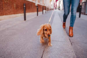 Cómo pasear a un cachorro