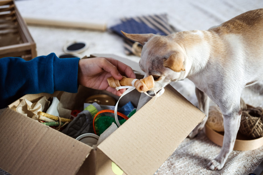 Cómo aplicar la regla de las 3R si tienes un perro o gato