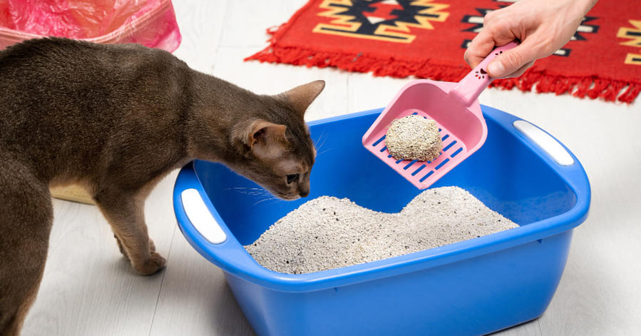 Qué hacer si mi gata se orina en todas partes y está esterilizada
