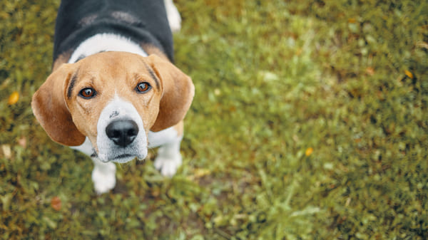 Beagle, una de las mejores razas para convivir con niños