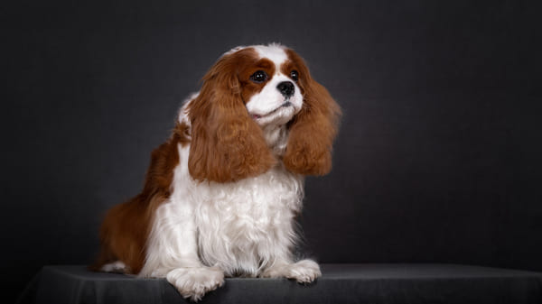 Cavalier King Charles Spaniel, lista de razas para niños