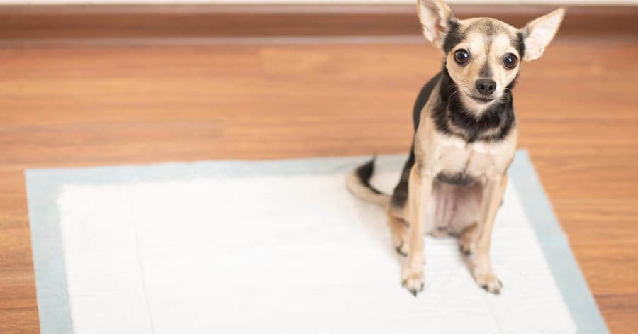 cómo enseñar a un cachorro a hacer sus necesidades