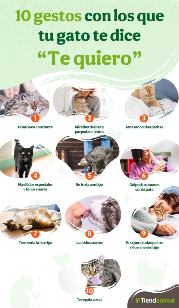 Gestos para saber si tu gato te quiere