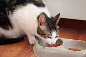 La mejor comida húmeda para gatos calidad - precio
