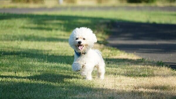 Mejores perros para niños como el bichón frisé