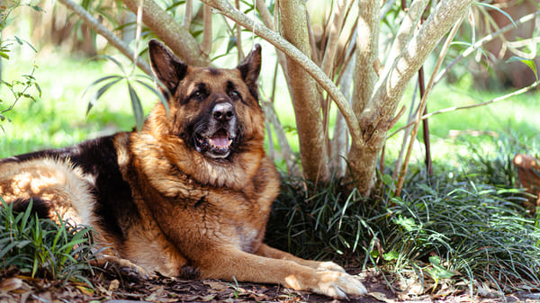 Lista con razas caninas para niños: pastor alemán