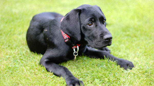 mejores razas de perros para niños: labrador retriever