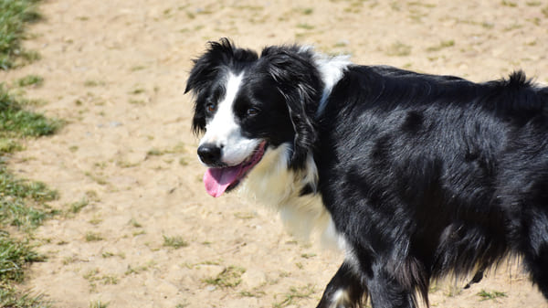 Perros para niños como el border collie