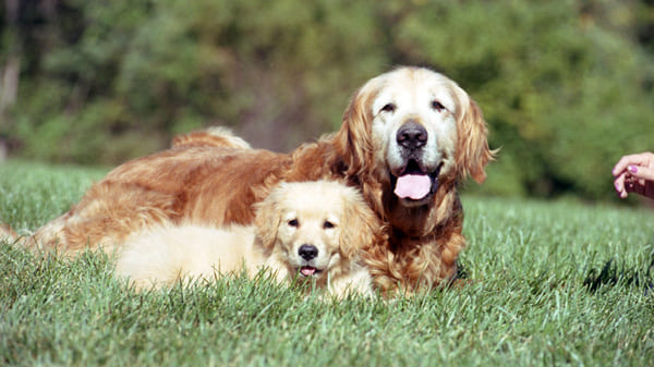 Razas de perros para niños: golden retriever