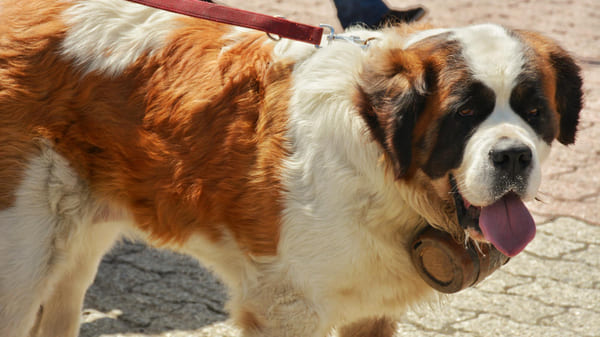 Las razas de perros recomendadas para niños: san bernardo