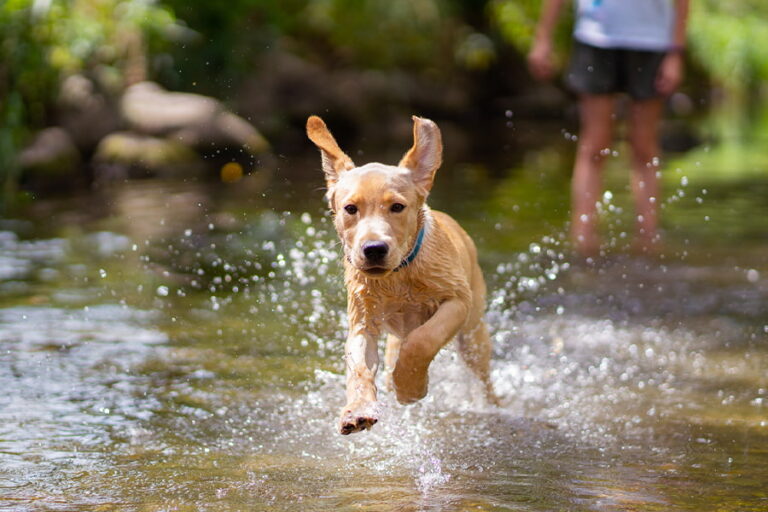 Cómo ahorrar agua al bañar a tu perro y la importancia del agua para los animales