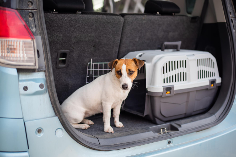Cómo medir a tu perro para elegir el transportín ideal