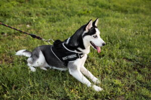 ¿Cómo medir la talla del arnés para tu perro?