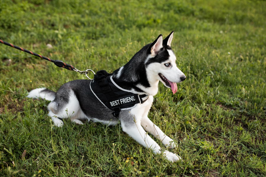 ¿Cómo medir la talla del arnés para tu perro?