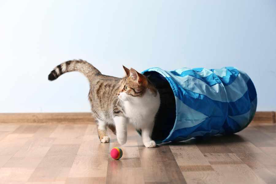 Enriquecimiento ambiental en gatos