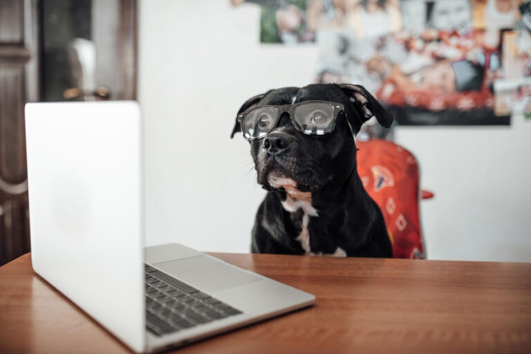 Gastos que podrás deducirte en la declaración de la Renta si tienes mascota