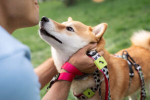 Mejores collares antiparasitarios para perros