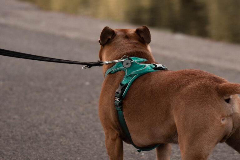 Las mejores correas para perros