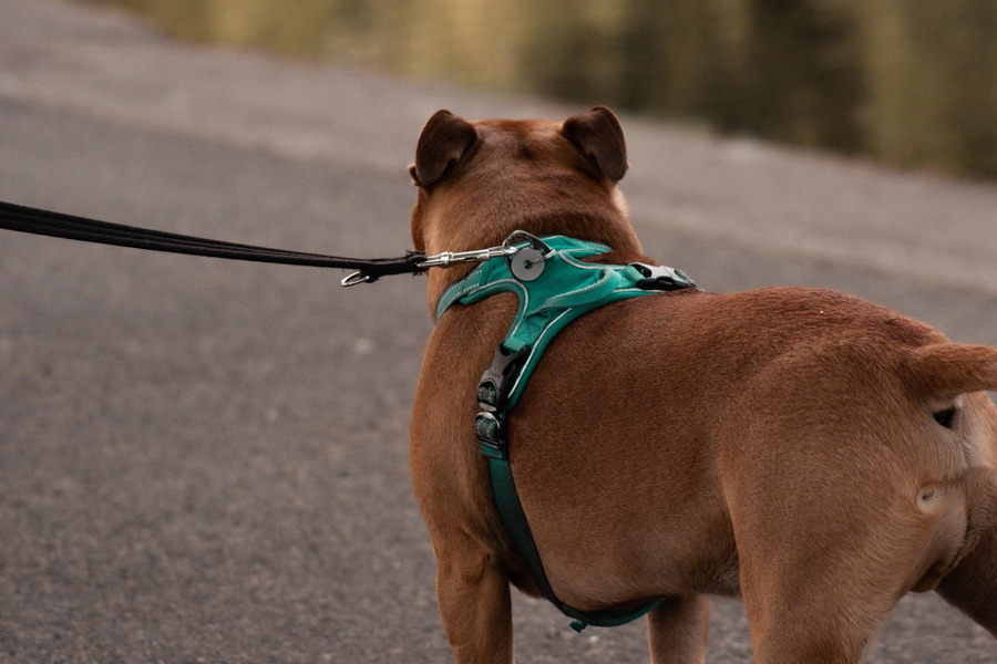 Las mejores correas para perros