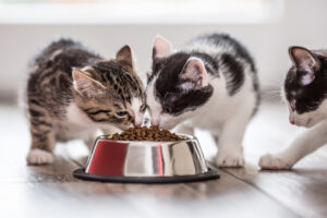 Comparativa para elegir el mejor pienso para tu gatito
