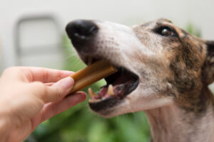 Mejores snacks dentales para perros del mercado