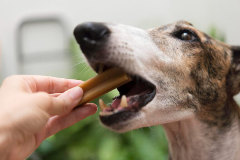 Mejores snacks dentales para perros del mercado
