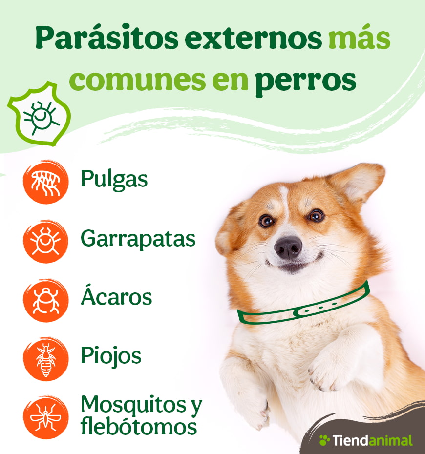 Tipos de parásitos externos más comunes en perros