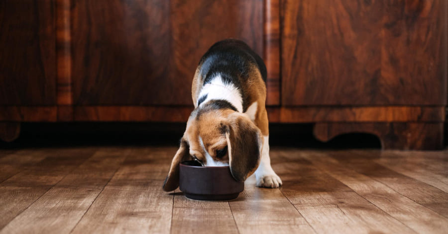 Cuál es la mejor comida húmeda para perros
