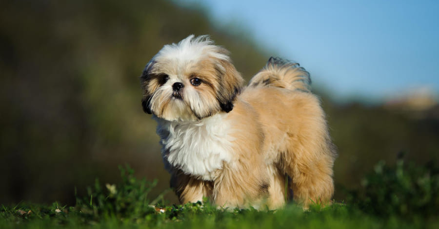 Fotos del cachorro shih tzu