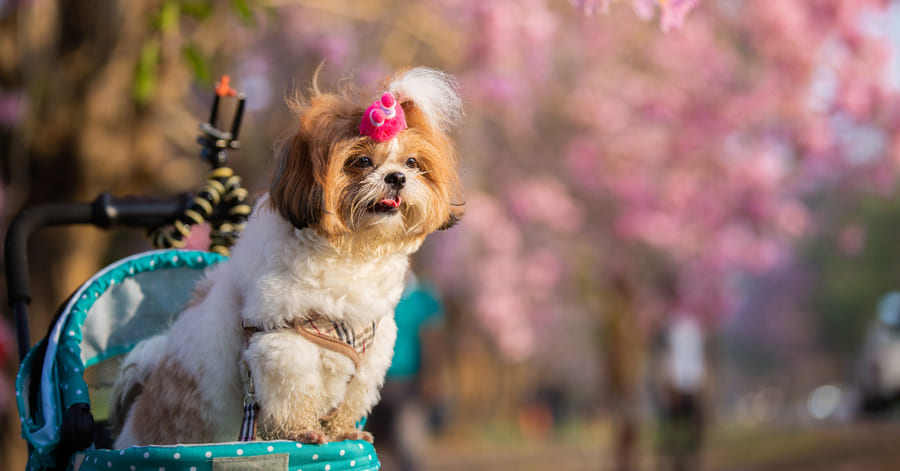 Guía de cuidados, características y carácter del shih tzu