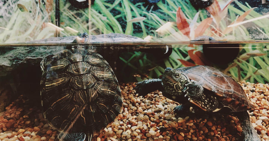 Cuidados de una tortuga de agua