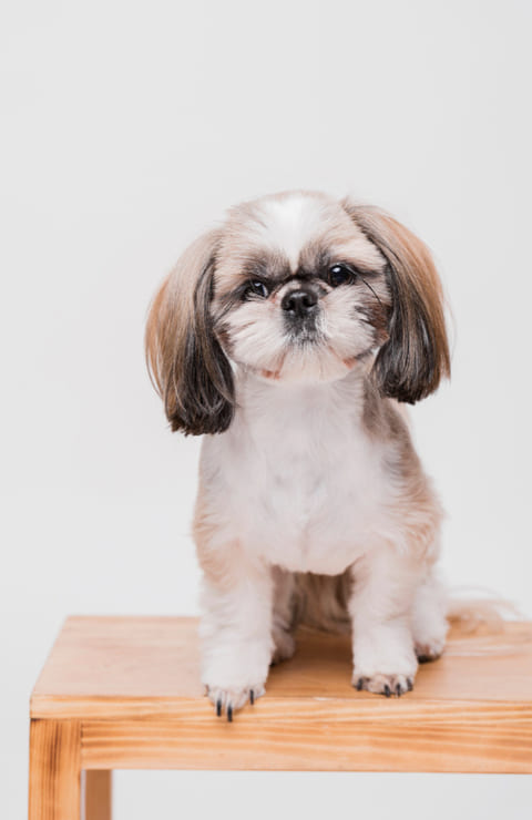 Guía de información sobre la raza shih tzu