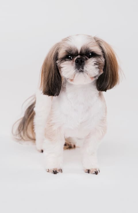Imágenes de un perro raza shih tzu