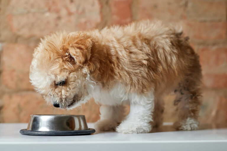 Guía mejor comida húmeda para perros