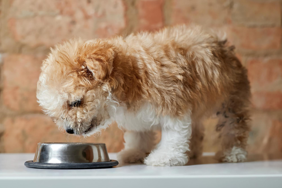 Guía mejor comida húmeda para perros