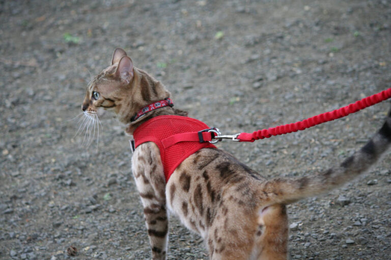 Los mejores arneses para gatos