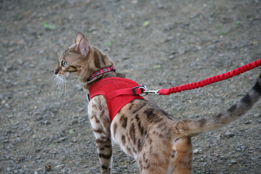 Los mejores arneses para gatos