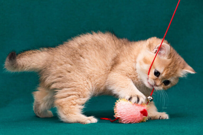 Guía tipos y mejores juguetes para gatos