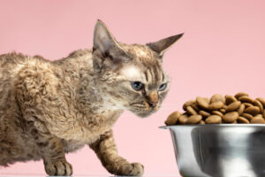 Comparativa de los mejores piensos para gatos senior o mayores