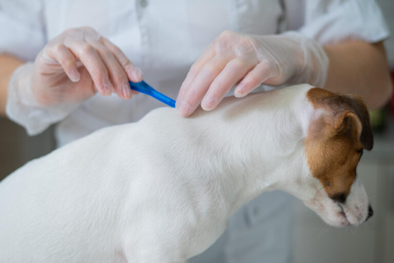 Las mejores pipetas para perros