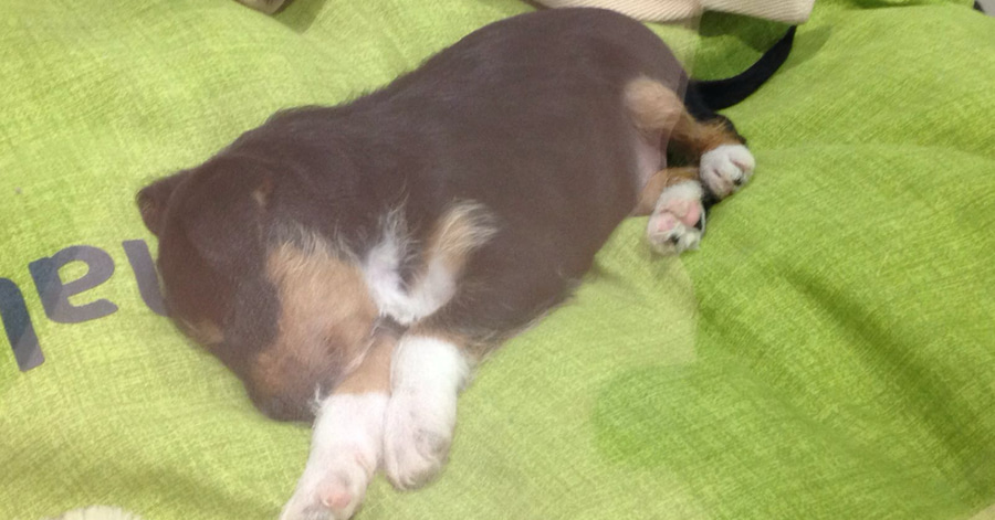 Historia de adopción del perrito Homer en Tiendanimal