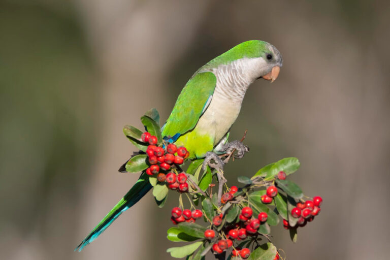 guia de informacion sobre la cotorra argentina