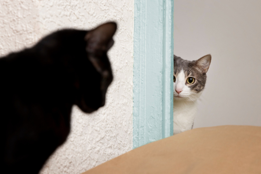Diferencias de comportamiento entre gatos machos y hembras y su relación con el dueño
