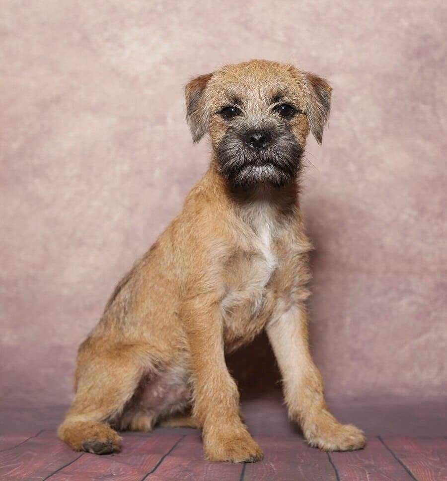 Fotos de un border terrier cachorro